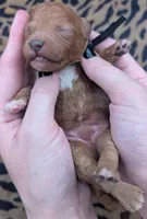Snoopy 🖤, a male Poodle - Toy  for sale in Meta, MO – 2 of 10