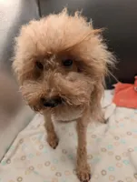 Scarlet Retired AKC Registered , a female Poodle - Miniature  for sale in Meta, MO – 3 of 10