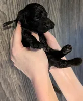 Rafiki 🖤, a male Poodle - Miniature  for sale in Meta, MO – 3 of 10