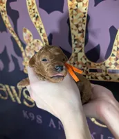 Pumpkin 🧡, a female Poodle - Toy  for sale in Meta, MO – 8 of 10