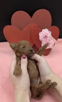 Sophia 🩷, a female Poodle - Miniature  for sale in Meta, MO – 7 of 10