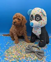 Sumo 🩶, a male Poodle - Miniature  for sale in Meta, MO – Photo 6 of 10