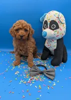 Sumo 🩶, a male Poodle - Miniature  for sale in Meta, MO – Photo 8 of 10