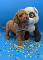 Sumo 🩶, a male Poodle - Miniature  for sale in Meta, MO – Photo 2 of 10