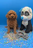 Sumo 🩶, a male Poodle - Miniature  for sale in Meta, MO – Photo 10 of 10