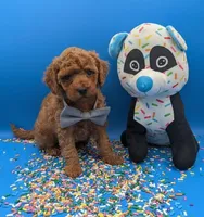 Sumo 🩶, a male Poodle - Miniature  for sale in Meta, MO – Photo 3 of 10