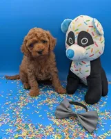 Sumo 🩶, a male Poodle - Miniature  for sale in Meta, MO – Photo 7 of 10