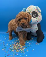 Sumo 🩶, a male Poodle - Miniature  for sale in Meta, MO – Photo 1 of 10