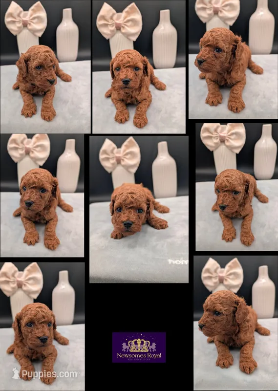 Cal 🤍 – Poodle - Miniature  puppy for sale in Meta, MO
