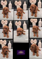 Cal 🤍, a male Poodle - Miniature  for sale in Meta, MO – 1 of 10
