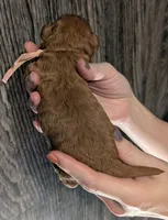 Pixie 🩷, a female Poodle - Miniature  for sale in Meta, MO – 6 of 10