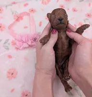 Sophia 🩷, a female Poodle - Miniature  for sale in Meta, MO – 5 of 10