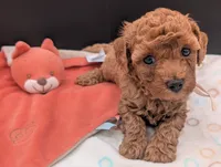 Pixie 🩷, a female Poodle - Toy  for sale in Meta, MO – 1 of 10