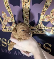 Pompadour 🖤, a male Poodle - Miniature  for sale in Meta, MO – 2 of 10