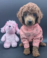 Bo Peep 🩷, a female Poodle - Miniature  for sale in Meta, MO – 10 of 10
