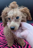 Jessica Simpson Dark 🩷, a female Poodle - Toy  for sale in Meta, MO – Photo 6 of 8