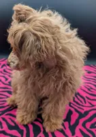 Jessica Simpson Dark 🩷, a female Poodle - Toy  for sale in Meta, MO – Photo 2 of 8