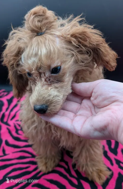 Jessica Simpson Dark 🩷 – Poodle - Toy  puppy for sale in Meta, MO