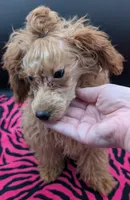 Jessica Simpson Dark 🩷, a female Poodle - Toy  for sale in Meta, MO – Photo 1 of 8