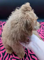 Jessica Simpson Dark 🩷, a female Poodle - Toy  for sale in Meta, MO – Photo 4 of 8
