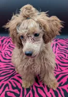 Jessica Simpson Dark 🩷, a female Poodle - Toy  for sale in Meta, MO – Photo 5 of 8