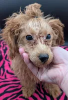 Jessica Simpson Dark 🩷, a female Poodle - Toy  for sale in Meta, MO – Photo 3 of 8