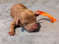 Pumpkin 🧡, a female Poodle - Toy  for sale in Meta, MO – 5 of 10