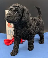 Simba ❤️, a male Poodle - Miniature  for sale in Meta, MO – 8 of 10