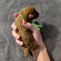 Pebbles 💚, a female Poodle - Toy  for sale in Meta, MO – 6 of 10