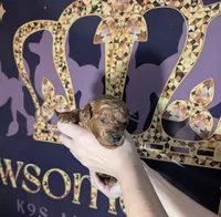 Rex 🦖, a male Poodle - Miniature  for sale in Meta, MO – 2 of 10