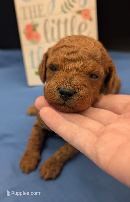 Rex 🦖 – Poodle - Miniature  puppy for sale in Meta, MO