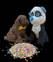 Eve 💛, a female Poodle - Toy  for sale in Meta, MO – Photo 5 of 10