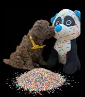 Eve 💛, a female Poodle - Toy  for sale in Meta, MO – Photo 6 of 10