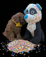 Eve 💛, a female Poodle - Toy  for sale in Meta, MO – Photo 8 of 10