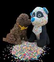 Eve 💛, a female Poodle - Toy  for sale in Meta, MO – Photo 3 of 10