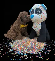 Eve 💛, a female Poodle - Toy  for sale in Meta, MO – Photo 9 of 10