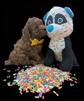 Eve 💛, a female Poodle - Toy  for sale in Meta, MO – Photo 10 of 10