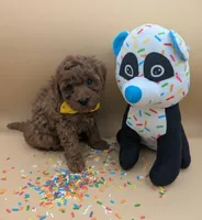 Eve 💛, a female Poodle - Toy  for sale in Meta, MO – Photo 2 of 10