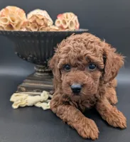 Jessie 💛, a female Poodle - Miniature  for sale in Meta, MO – 3 of 10