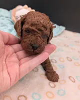 Woody 🤎, a male Poodle - Miniature  for sale in Meta, MO – 3 of 10