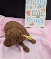 Jessie 💛, a female Poodle - Miniature  for sale in Meta, MO – 3 of 10