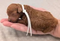 Cal 🤍, a male Poodle - Miniature  for sale in Meta, MO – 9 of 10