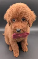 Cinnamon ♥️, a female Poodle - Toy  for sale in Meta, MO – 2 of 10