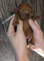 Mohawk 🩶, a male Poodle - Miniature  for sale in Meta, MO – 6 of 10