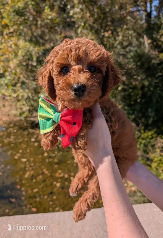 Watermelon 🍉 – Poodle - Toy  puppy for sale in Meta, MO