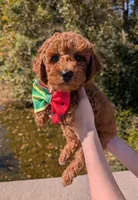 Watermelon 🍉, a female Poodle - Toy  for sale in Meta, MO – 1 of 10