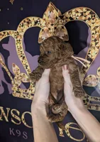 Nala 🩷, a female Poodle - Miniature  for sale in Meta, MO – 8 of 10