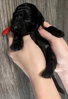 Simba ❤️, a male Poodle - Miniature  for sale in Meta, MO – 4 of 10