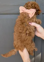 Raspberry 🩷, a female Poodle - Toy  for sale in Meta, MO – 3 of 10