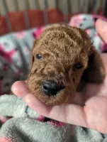 Buzz 🤍, a male Poodle - Miniature  for sale in Meta, MO – 8 of 10